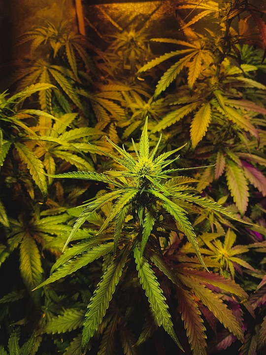 Hemp, Marijuana, THCA flower, Delta 9 THC edibles